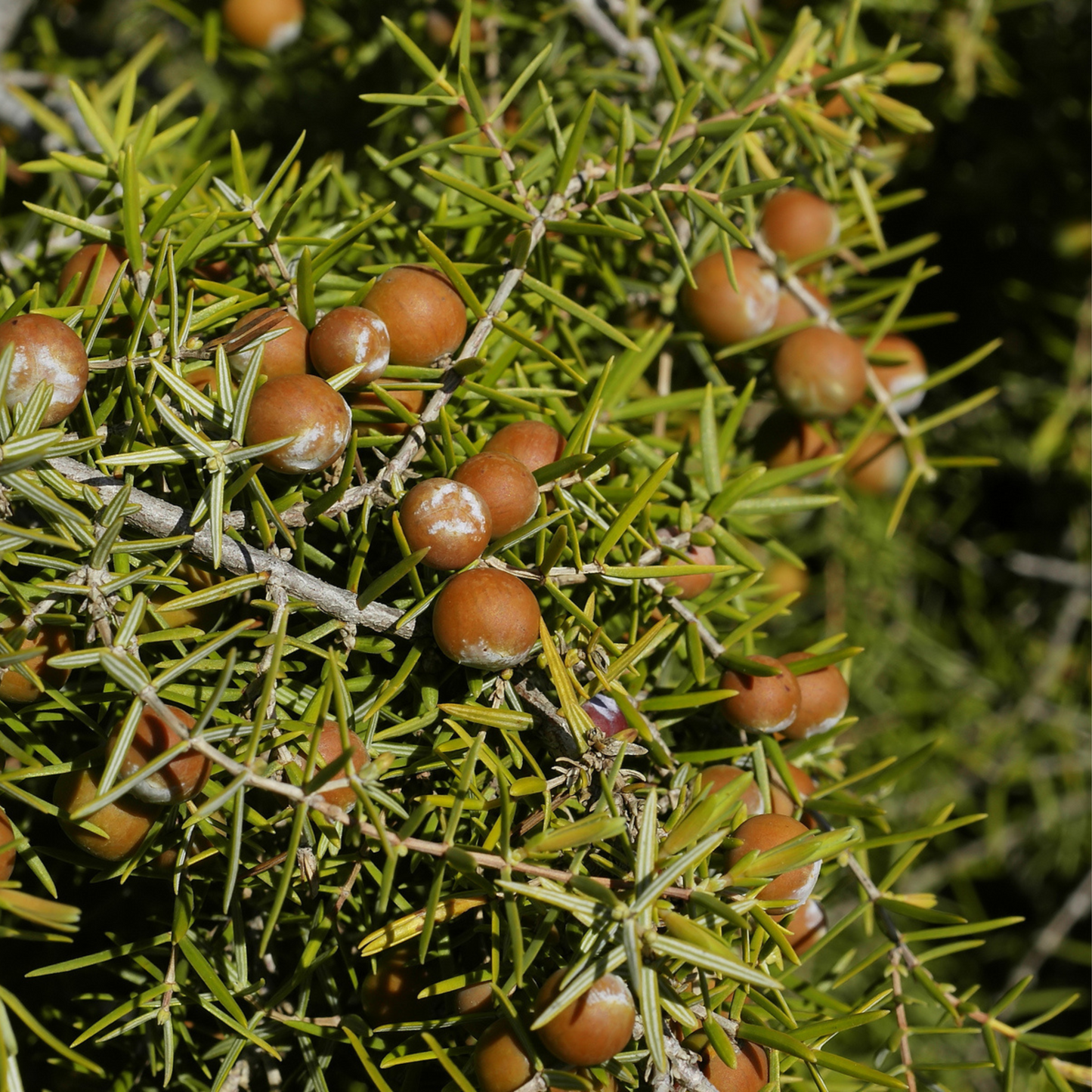 Bois de cade provence