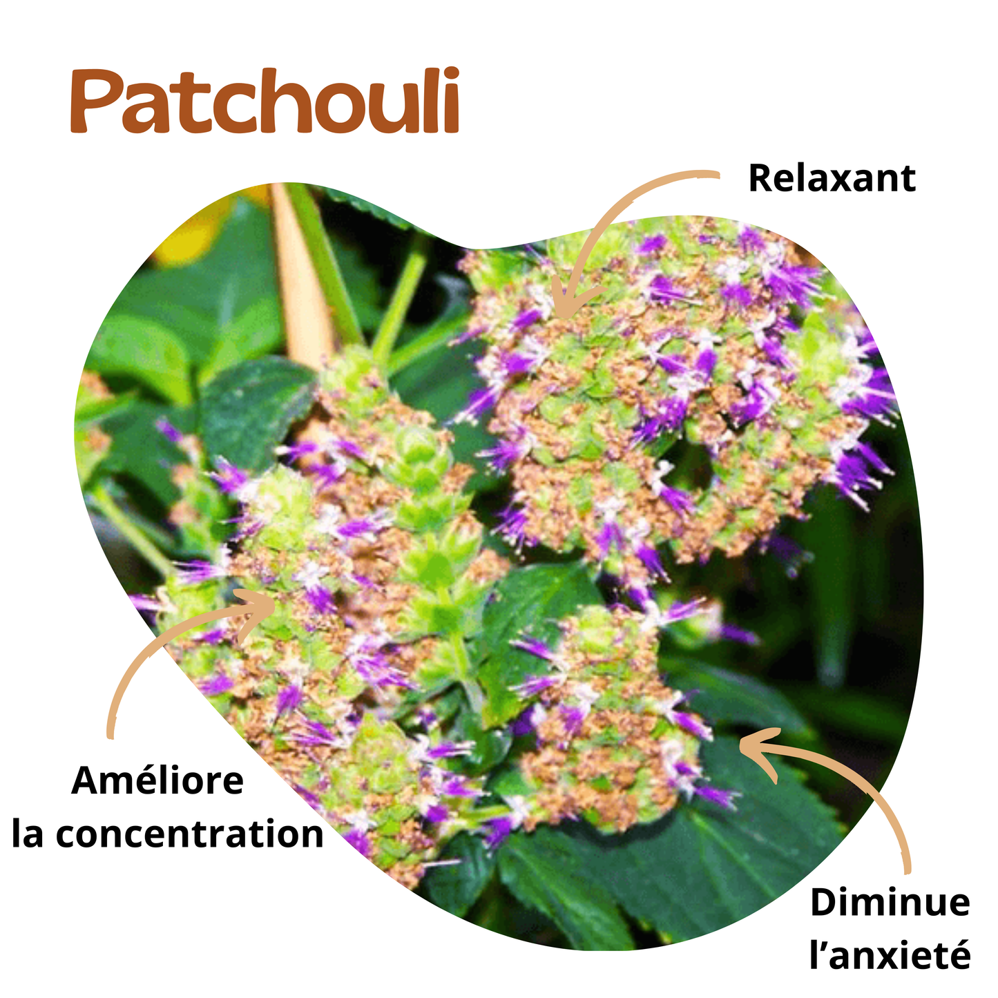 Bienfaits du patchouli