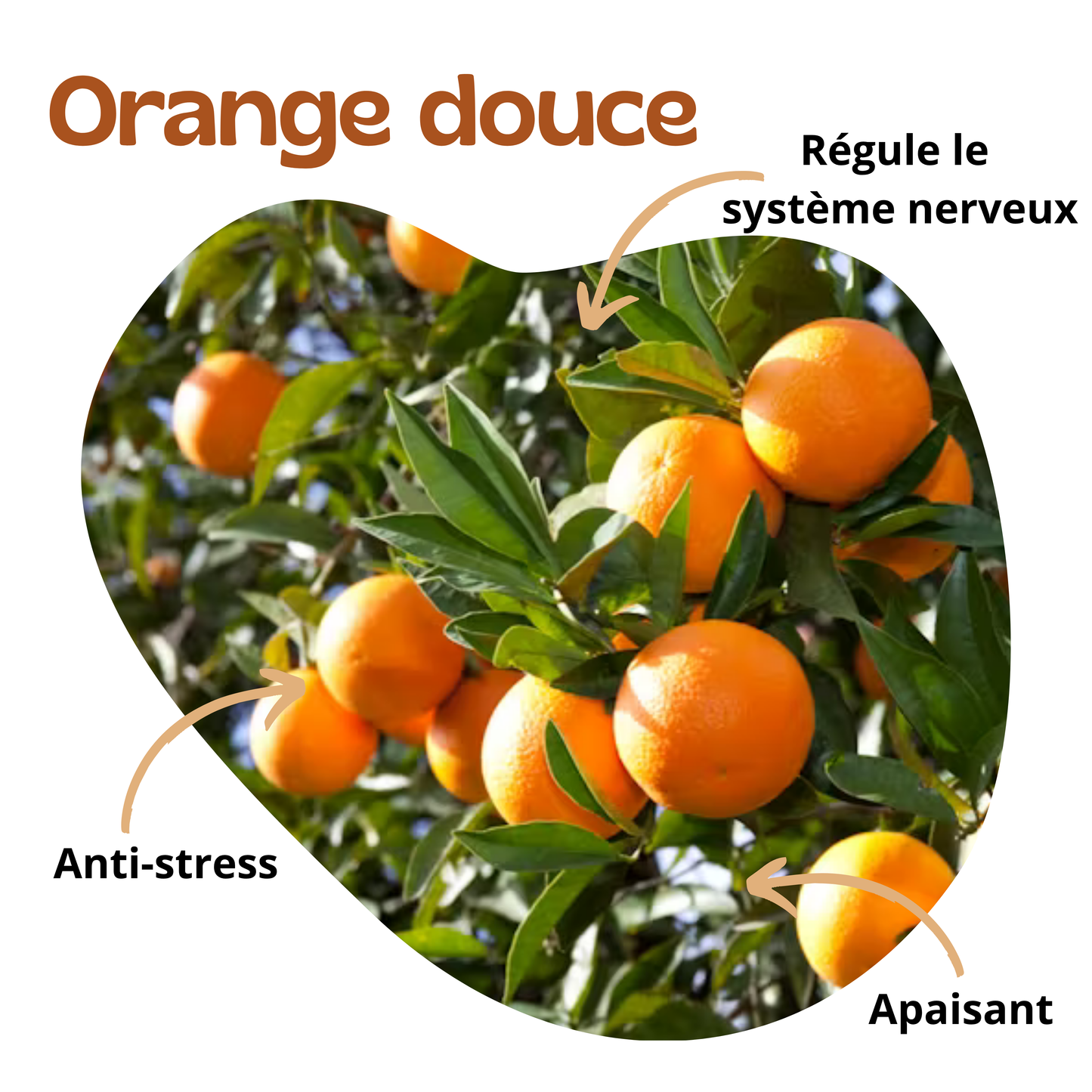 Bienfaits de l'orange douce