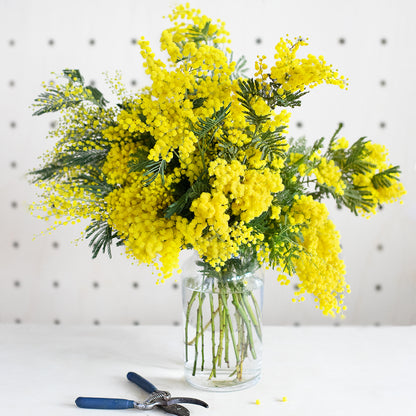 Bouquet de mimosa