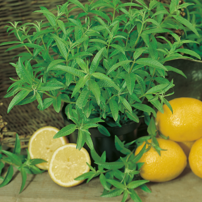 Verveine citronnée décor