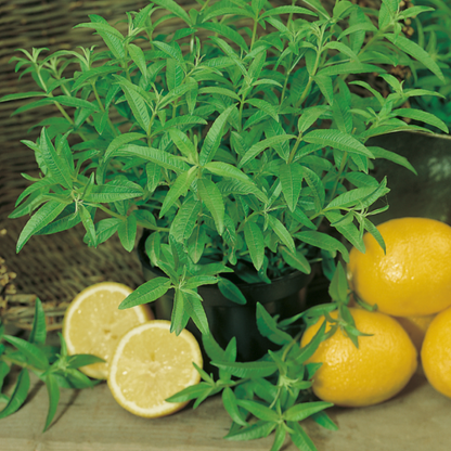 Verveine citronnée décor