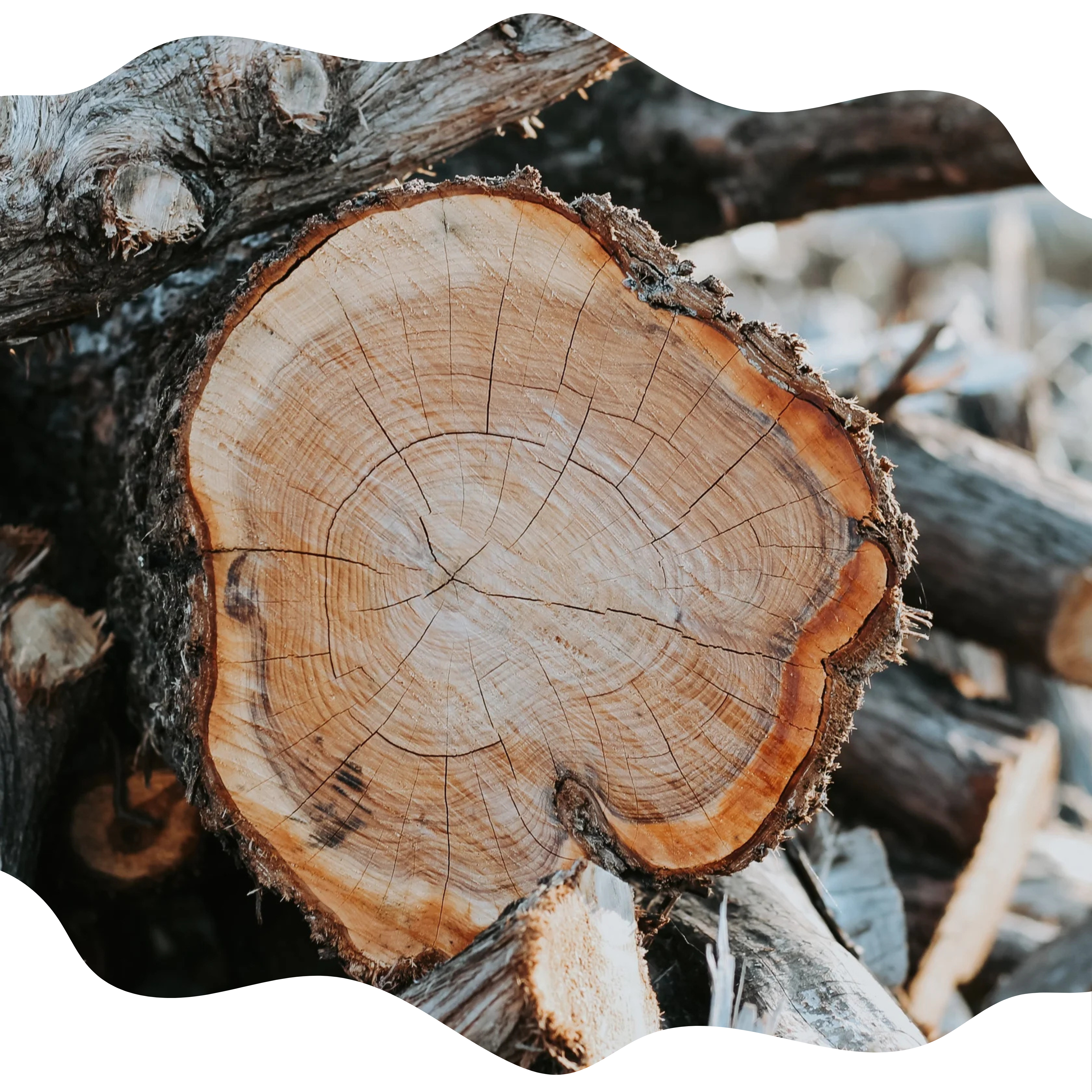 Bannière bois de cade