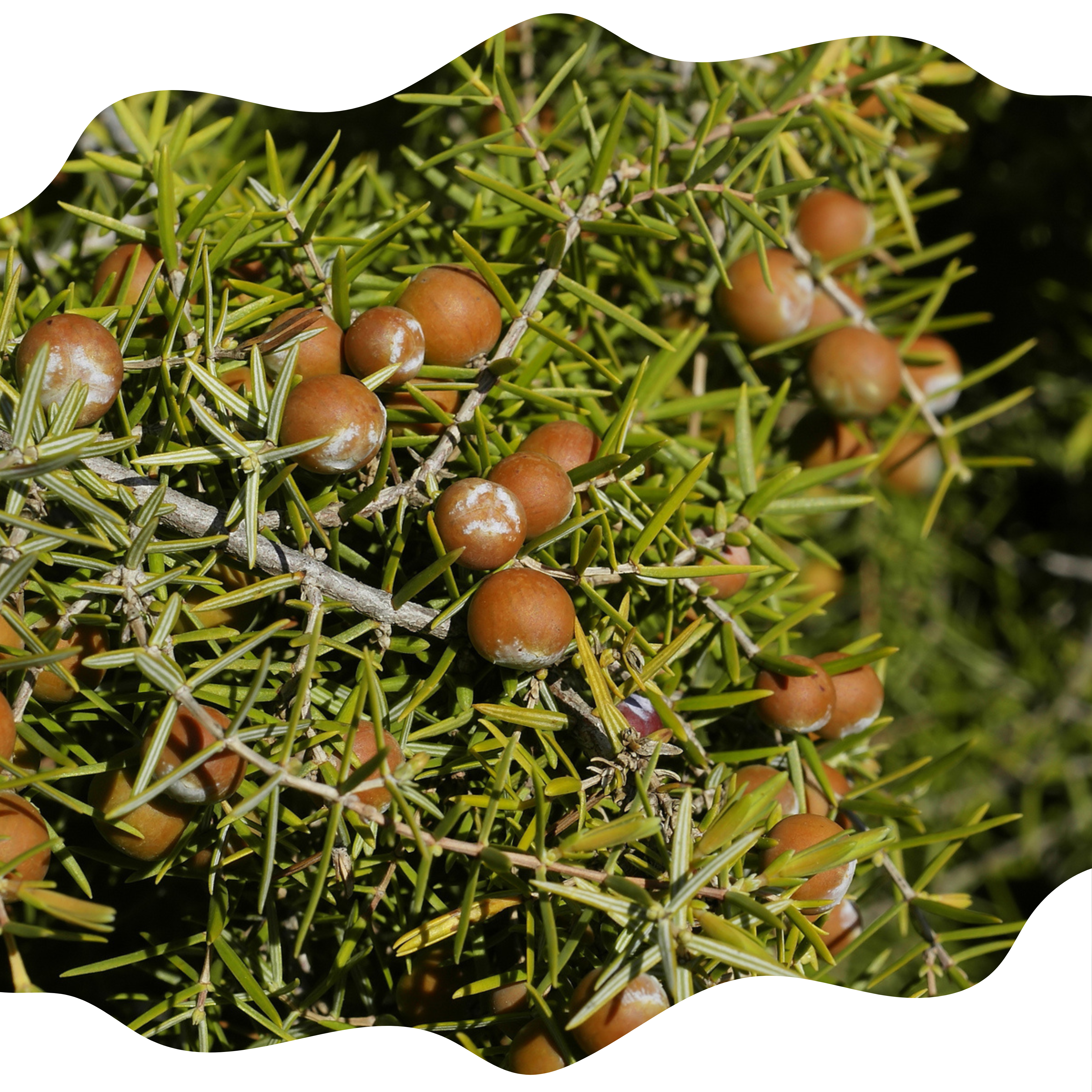 Bannière branches de bois de cade