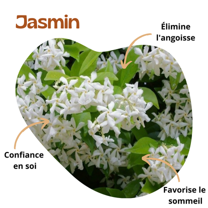 Bienfaits du jasmin