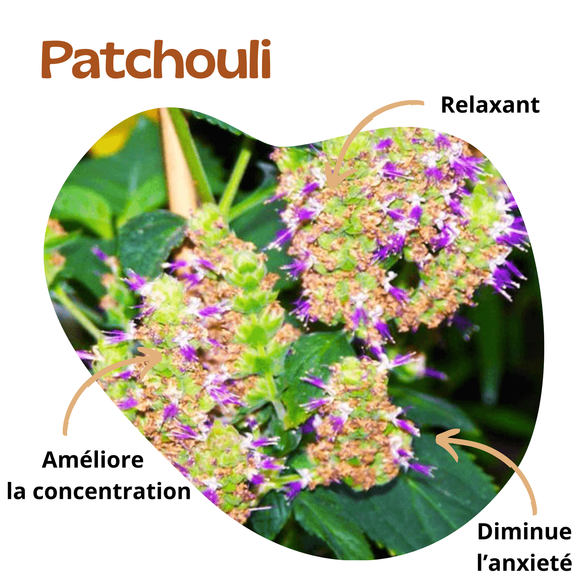 Bienfaits du patchouli