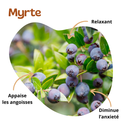 Bienfaits myrte