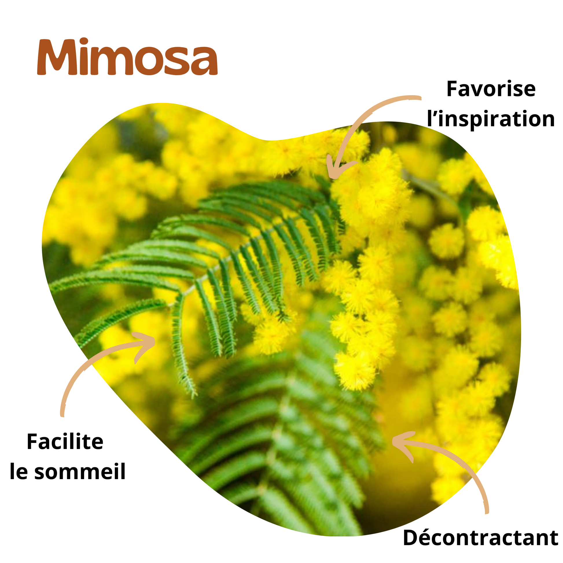 Bienfaits du mimosa