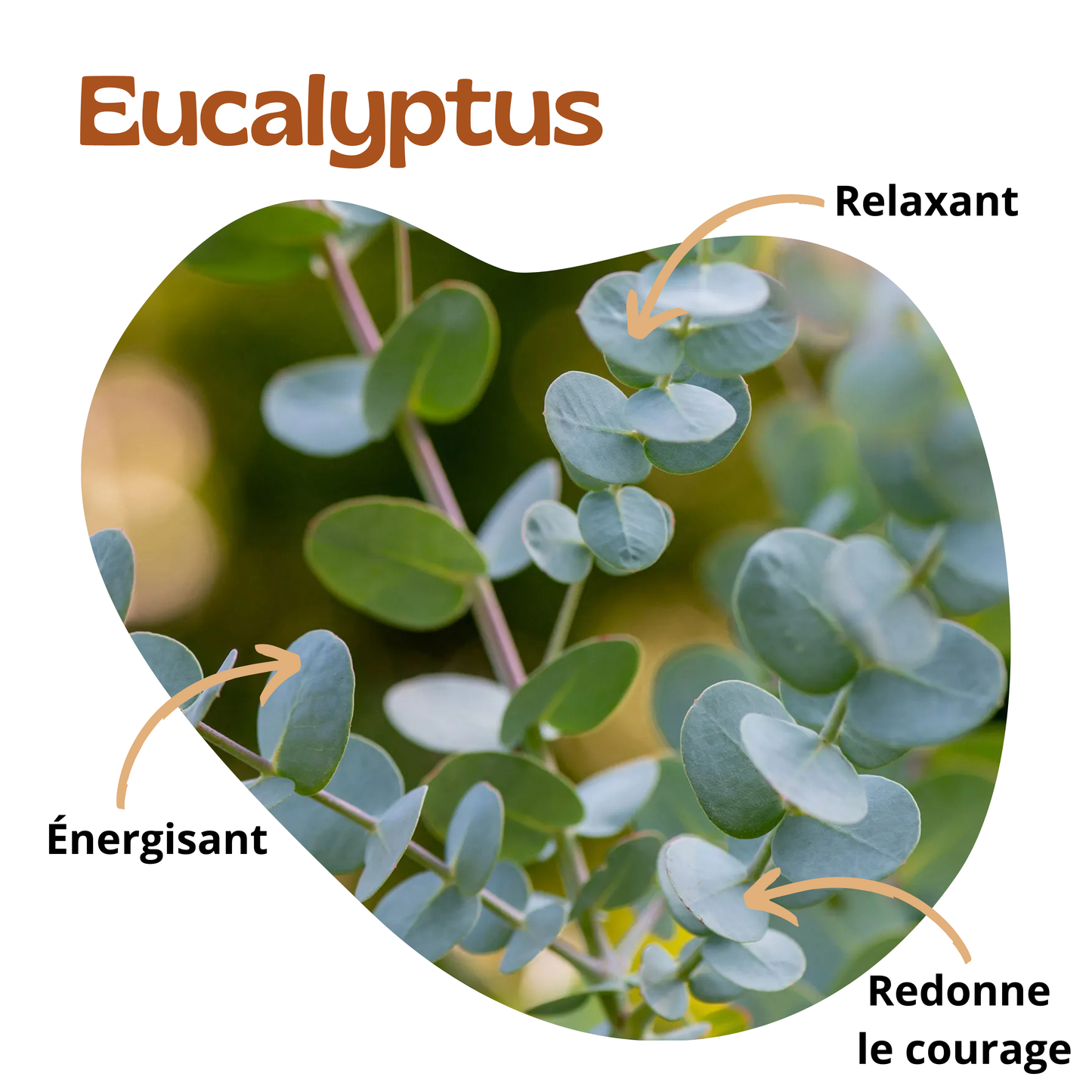 Bienfaits de l'eucalyptus