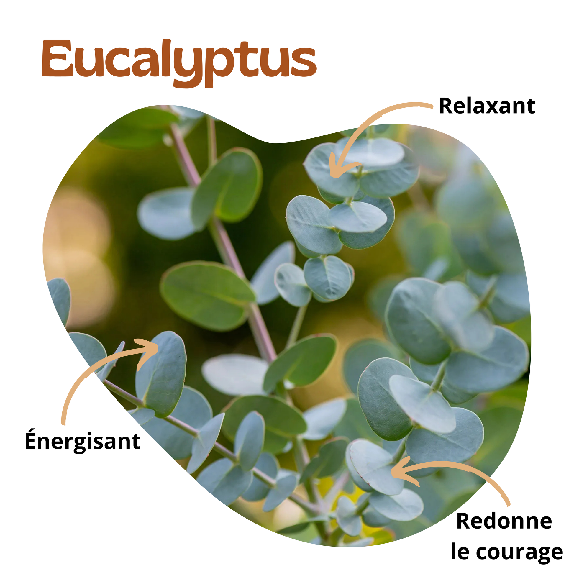 Bienfaits de l'eucalyptus