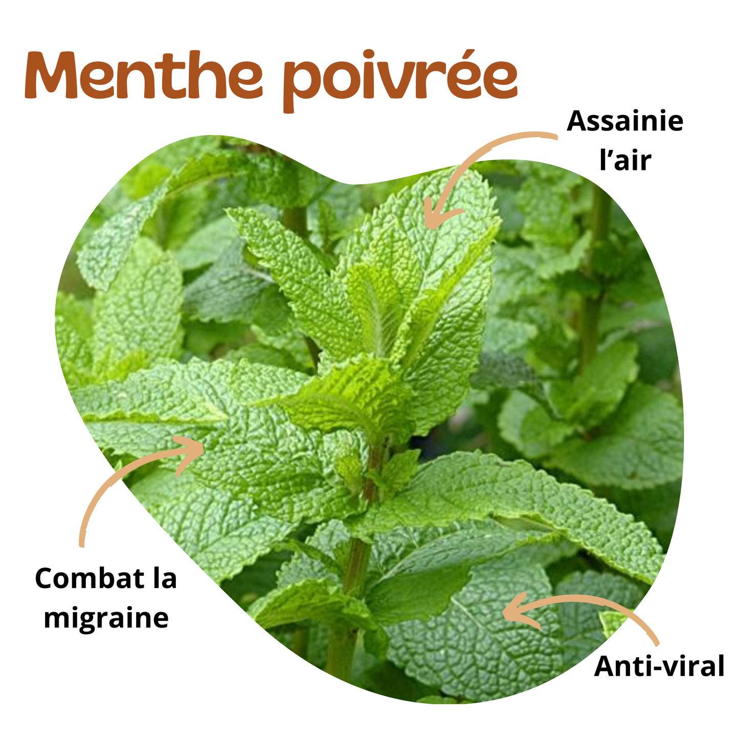 Bienfaits de la menthe poivrée