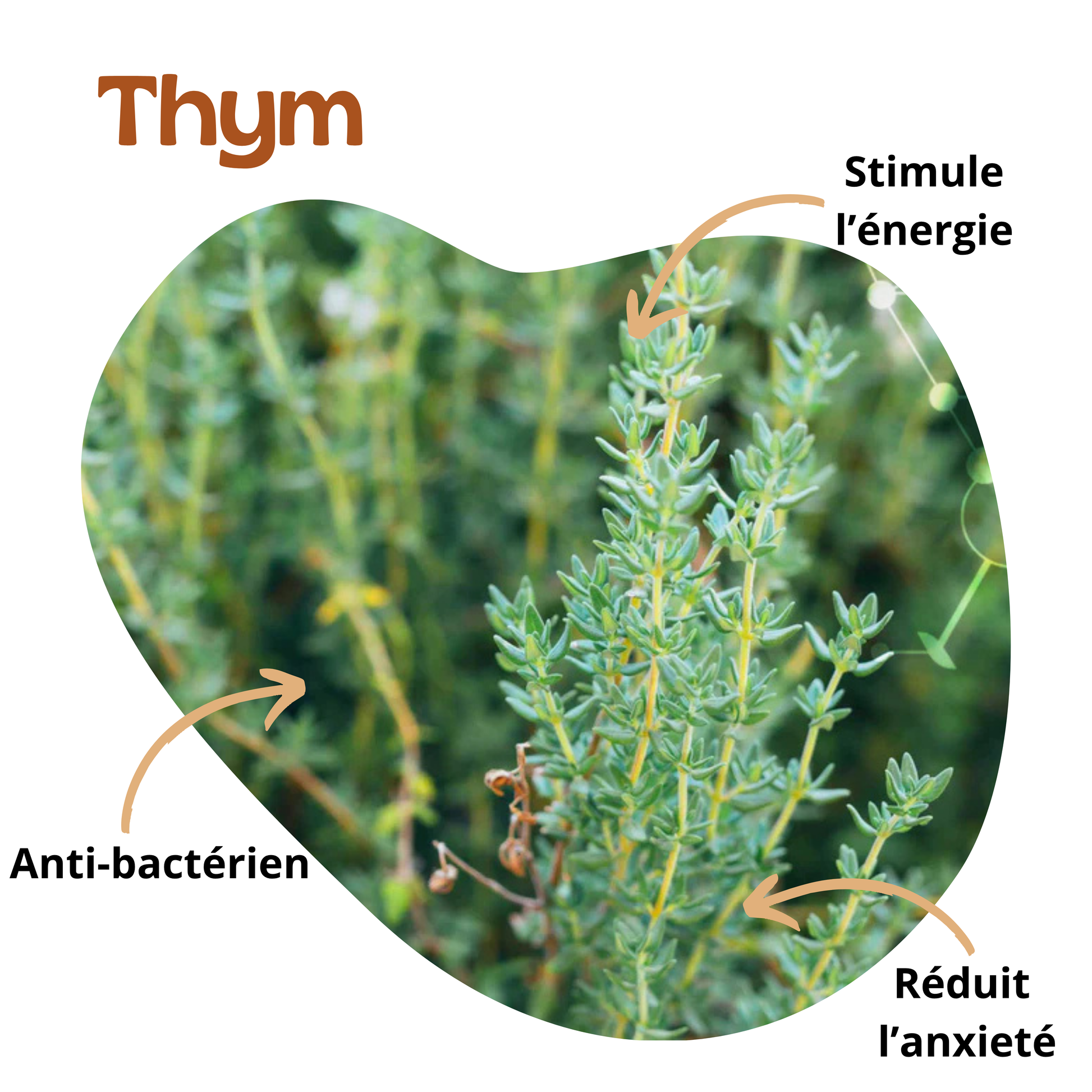 Bienfaits du thym