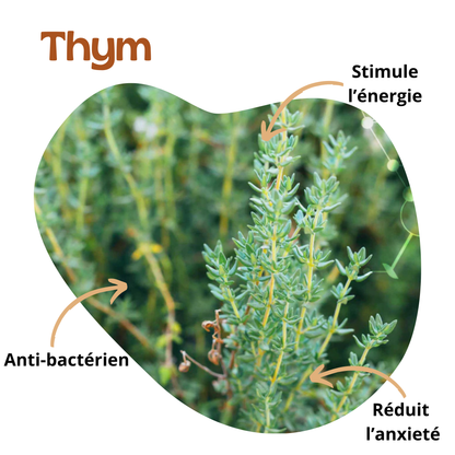 Bienfaits du thym