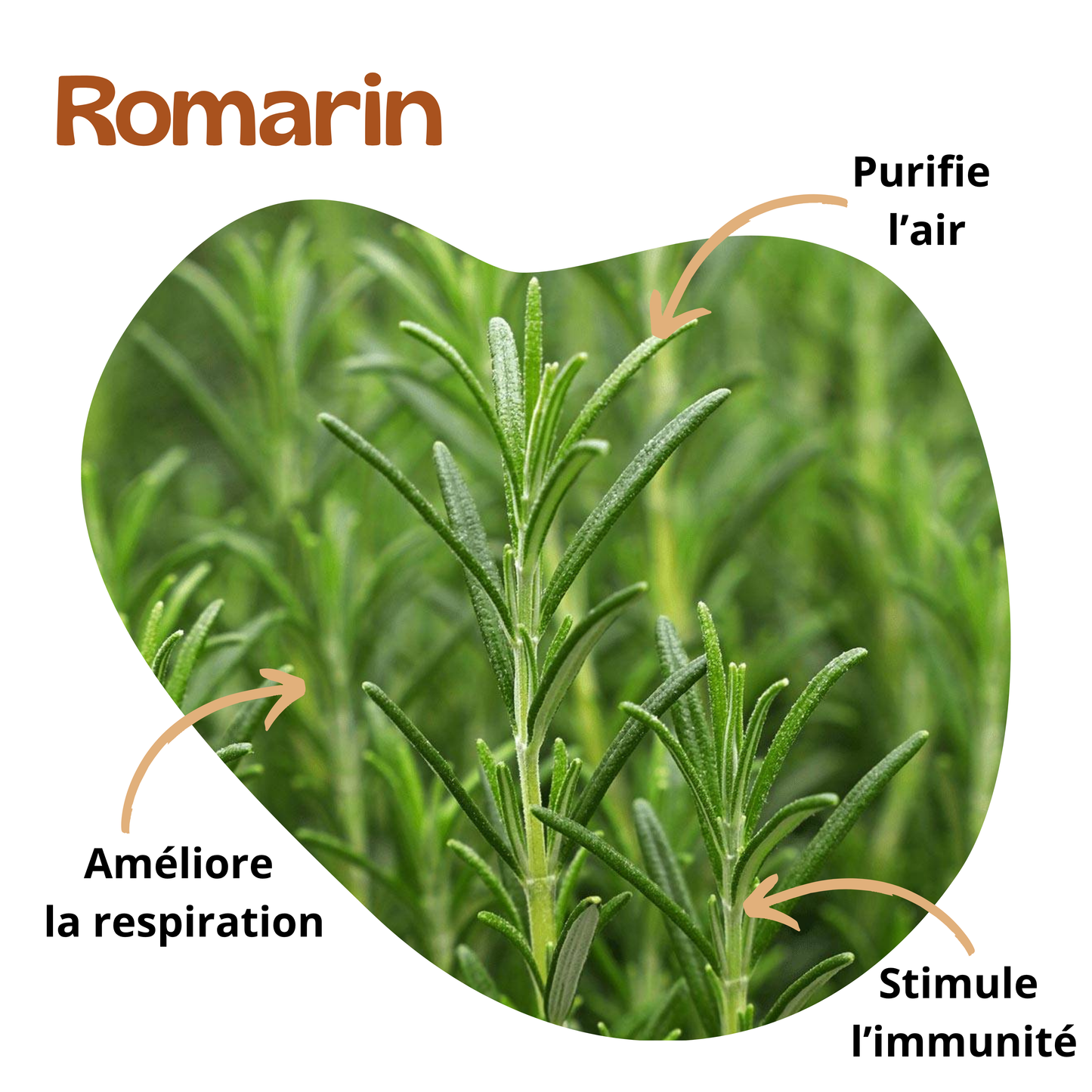 Bienfaits du romarin