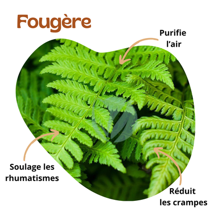Bienfaits de la fougère