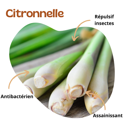Bienfaits de la citronnelle