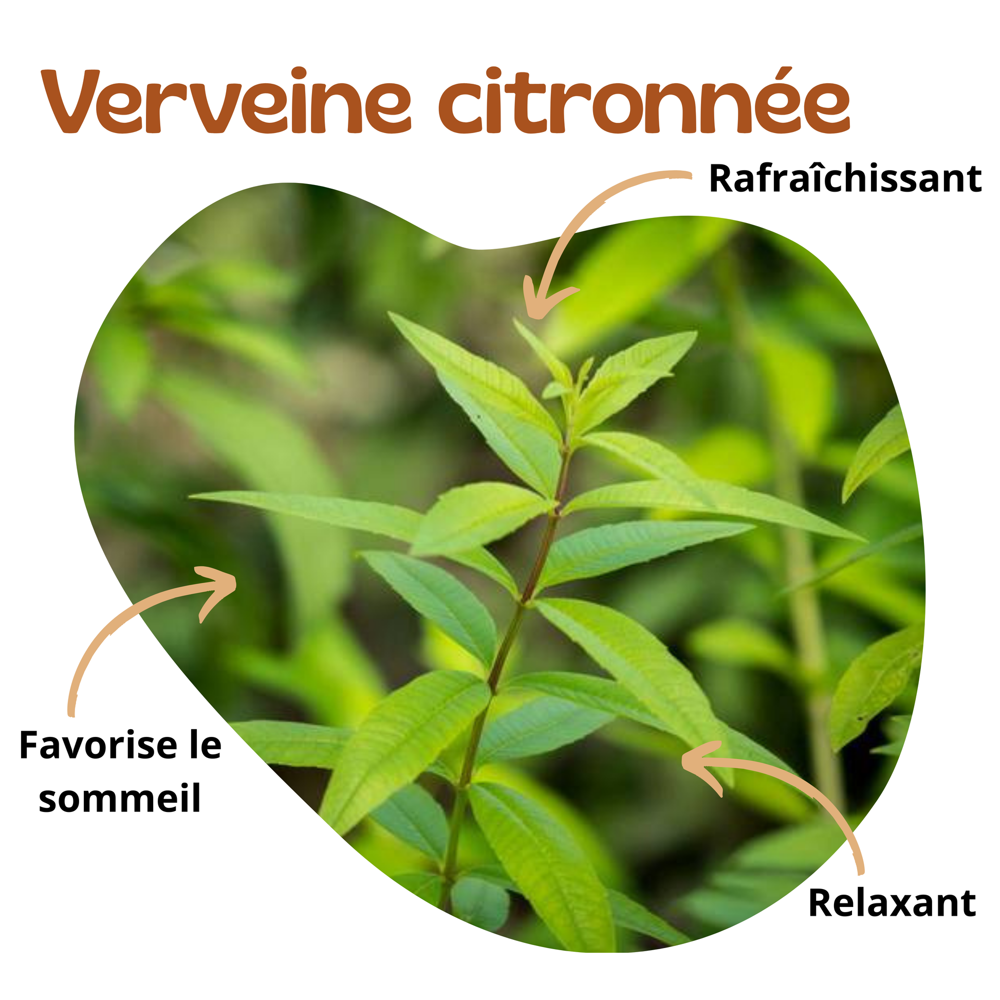 Bienfaits de la verveine citronnée