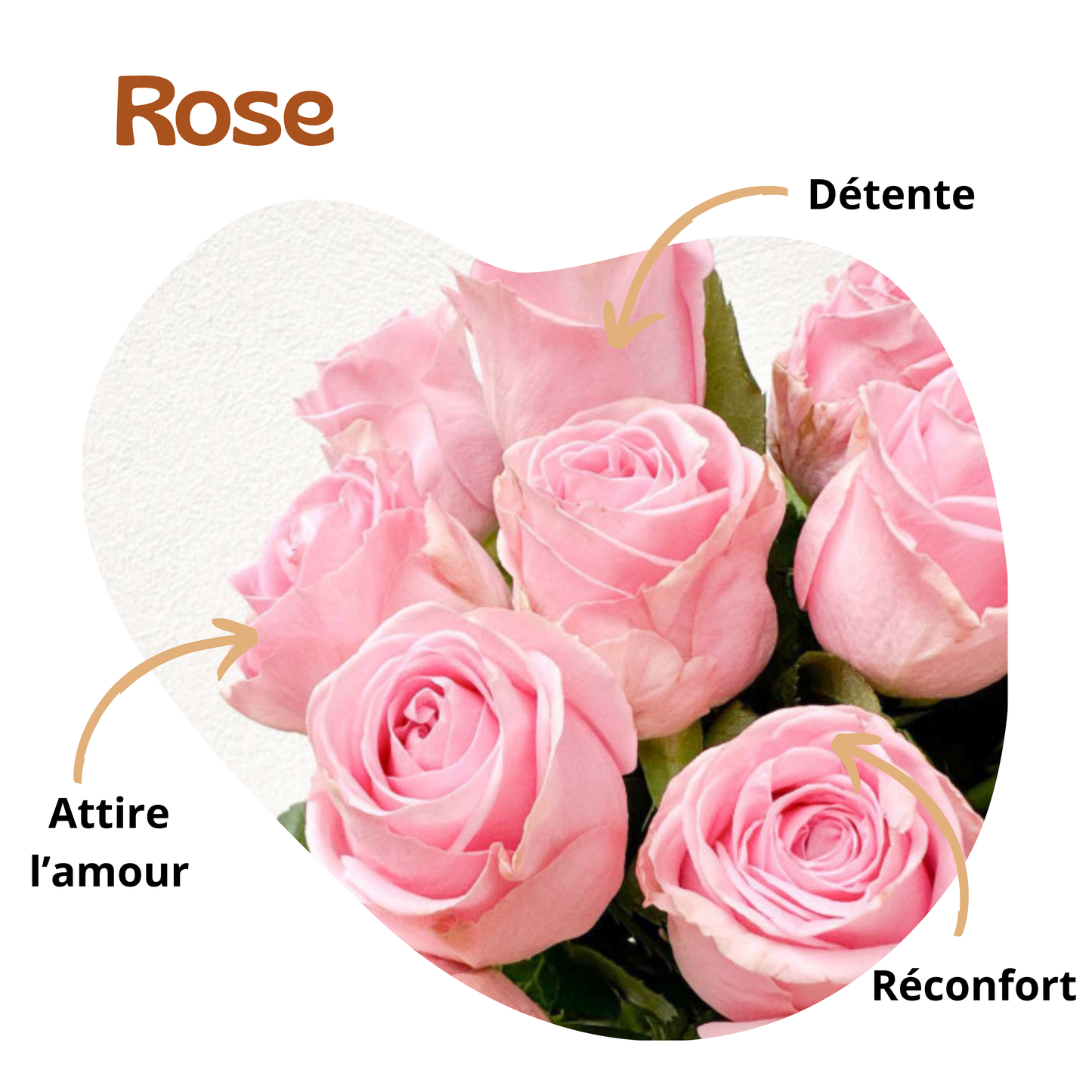 Bienfaits de la rose
