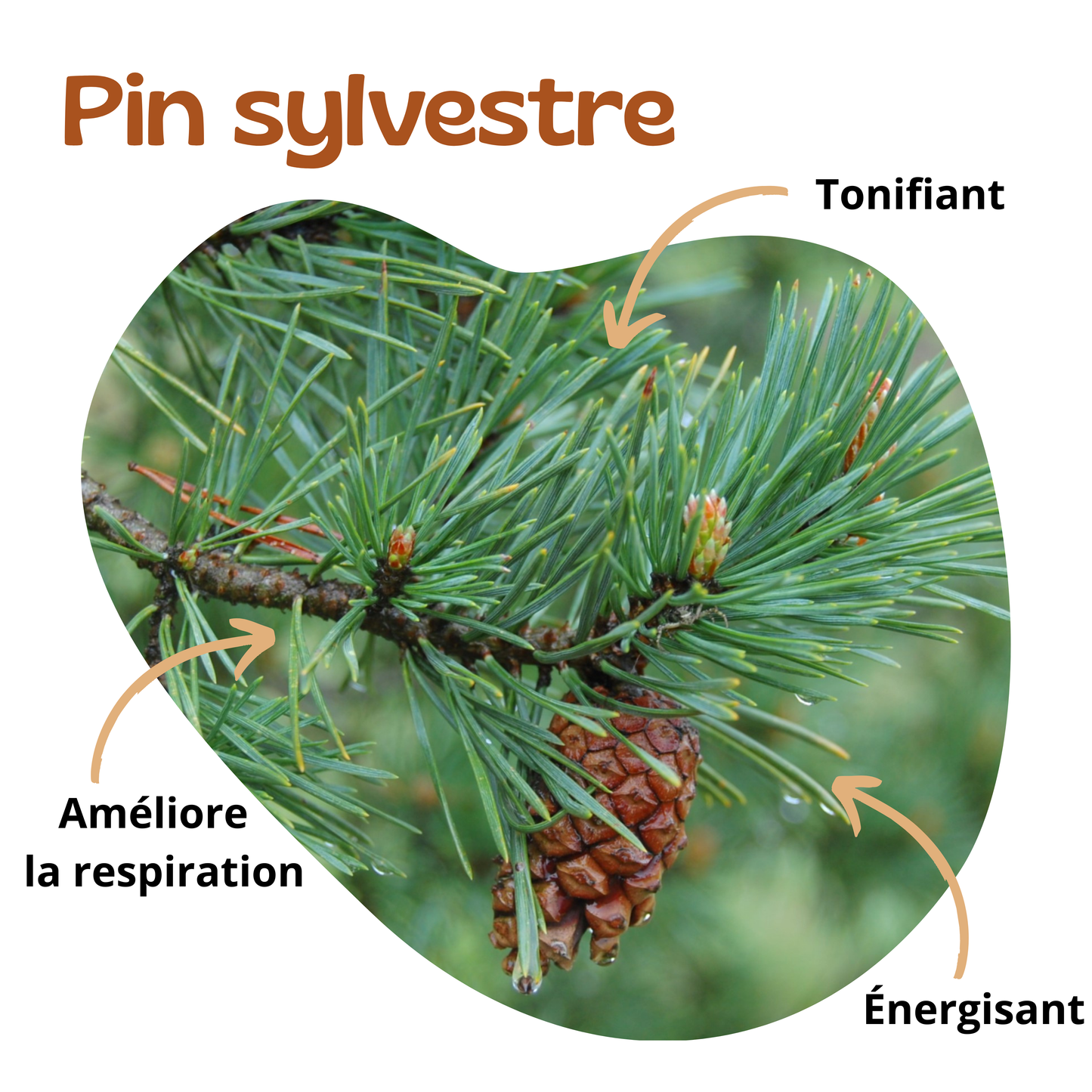 Bienfaits du pin sylvestre