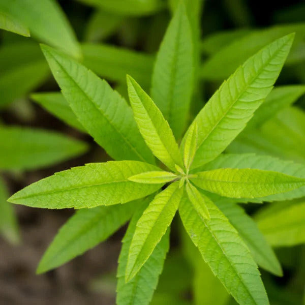 Décor verveine citronnée