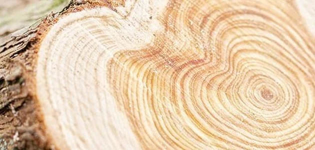 Bois de cade bannière