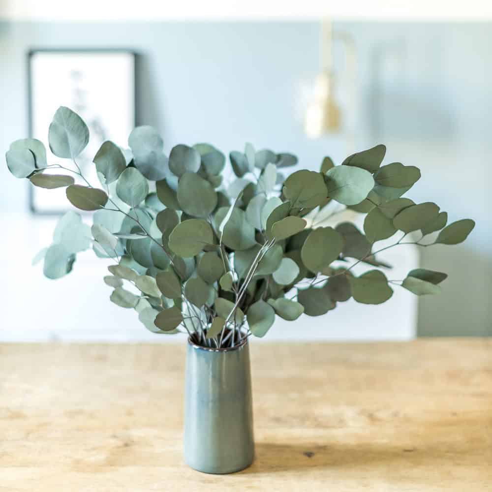 fleurs sechées eucalyptus