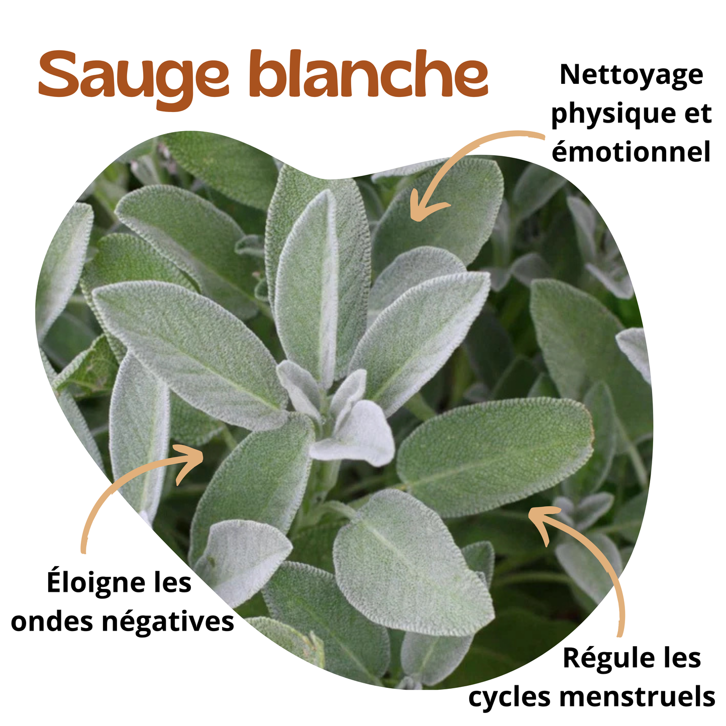 Poudre Cade & Sauge blange